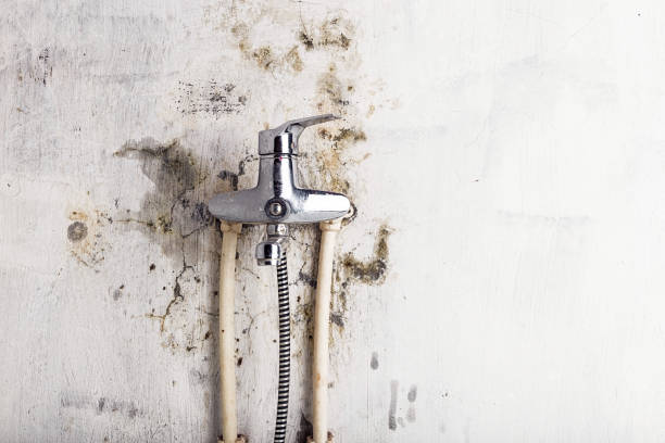 Best Commercial Mold Remediation in Belwood, NC
