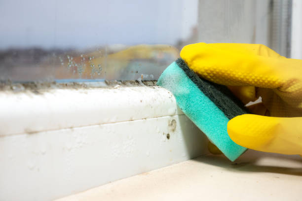 Best Bathroom Mold Remediation in Belwood, NC