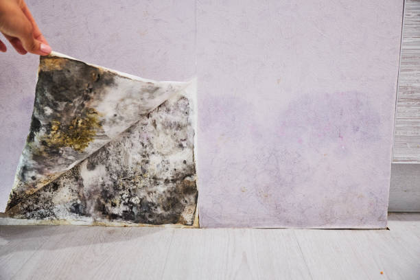 Best DIY Mold Remediation Support Services in Belwood, NC